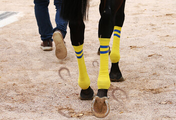 Pata de caballo con venda, casco y huella de herradura en arena
