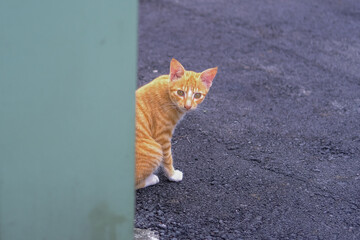 Shy ginger cat peeking behind green wall © Yurong
