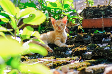 Ginger kitten resting in the garden sunlight © Yurong