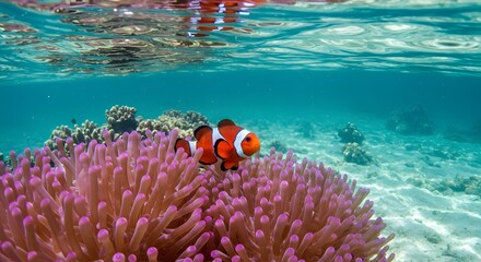 Colorful Clownfish Swimming Near Pink Coral Reef Underwater Scene
