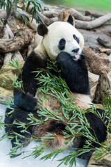 Fototapeta premium Giant panda sitting and eating bamboo with tongue out