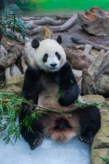 Giant panda sitting upright looking at the camera © Yurong