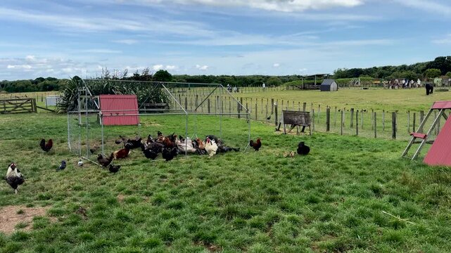 A bunch of chickens and hens roaming around in a free range farm grass meadow field in New Zealand.