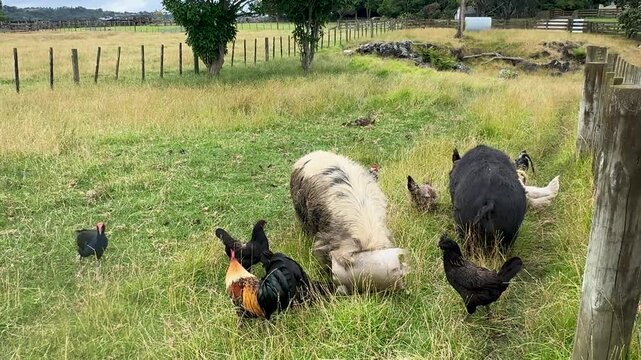 A bunch of chickens and hens roaming around in a free range farm grass meadow field in New Zealand.