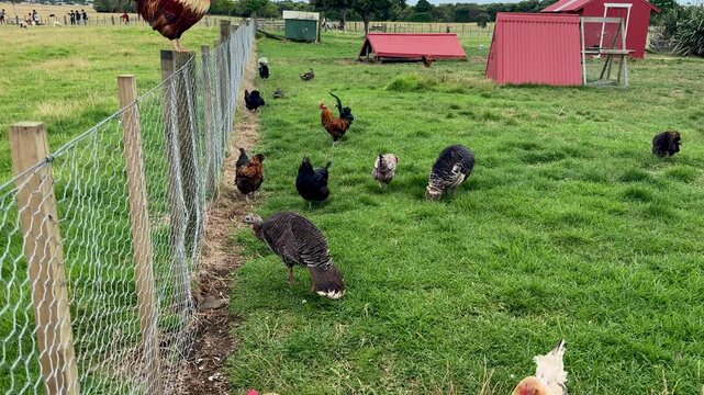 A bunch of chickens and hens roaming around in a free range farm grass meadow field in New Zealand.
