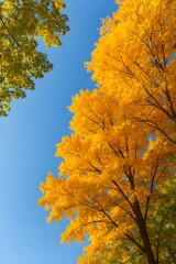 Vibrant autumn maple trees with colorful red and orange leaves frame a bright blue sky in a scenic nature park landscape during the fall season