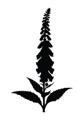 Striking black silhouette of a tall, elegant flowering plant with a dense floral spike and basal leaves on a white background. © Gofur Artistry