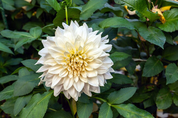 Elegant White and Cream Dahlia Flower Blooming in Garden