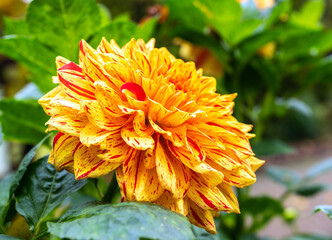Vibrant Yellow Dahlia Flower with Red Speckles in Sunny Garden