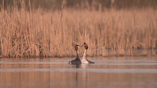 The Courtship Dance of the Great Crested Grebe