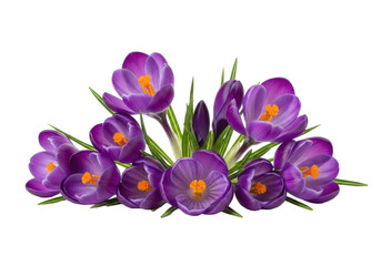 Group of vibrant purple crocus flowers with bright green leaves & white stems, showing various bloom stages, isolated on a transparent background with copy space, clean spring growth concept