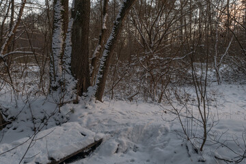 A snow-covered forest path in winter light.