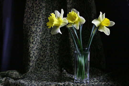 Still Life with False Daffodils