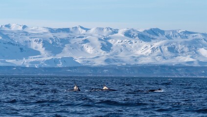 Obraz premium Pod of whales surfacing in icy sea with snow covered mountains illustrating arctic wildlife and natural habitat
