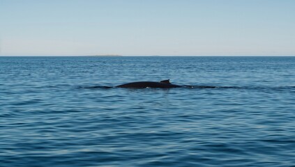 Fototapeta premium Whale swimming just below the ocean surface in calm open sea under clear sky representing marine wildlife and natural ocean environment