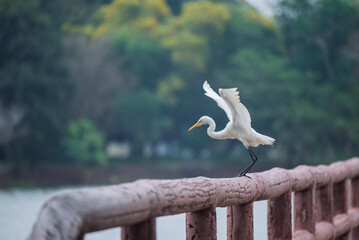 A beautiful white egret (Egretta alba) rests after foraging for food in the morning