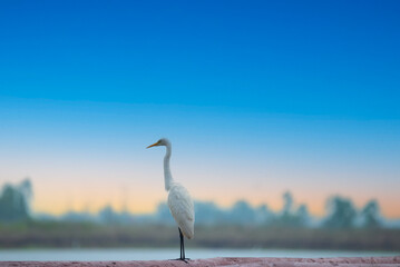 A beautiful white egret (Egretta alba) rests after foraging for food in the morning