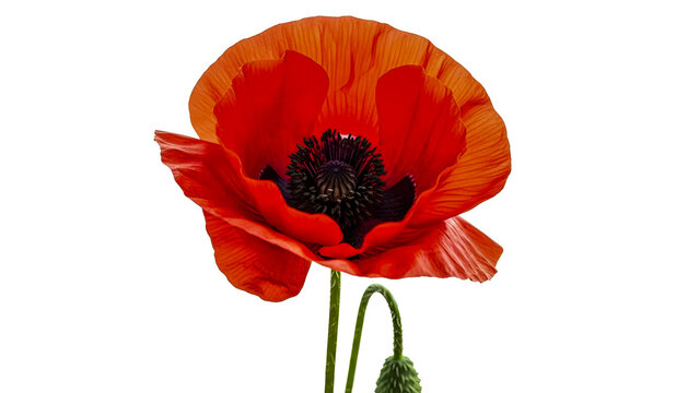 A vibrant red poppy flower blooms in a serene environment viewed from the front - Powered by Adobe