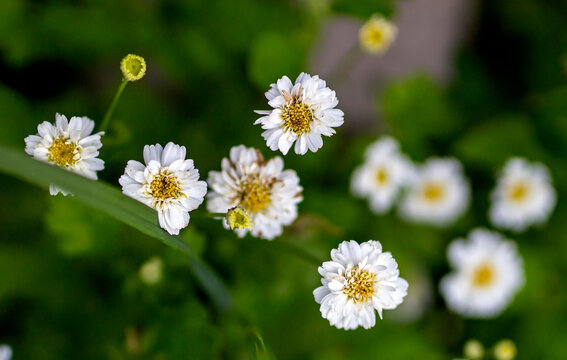 small white chrysanthemums in the garden