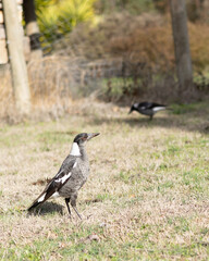 Fototapeta premium A Magpie bird is standing in the grass with its head up
