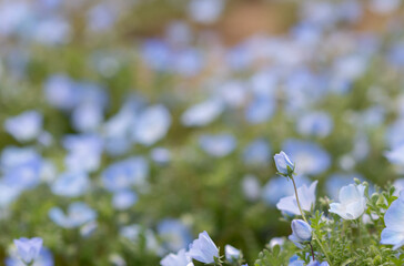 満開の可愛いネモフィラの花