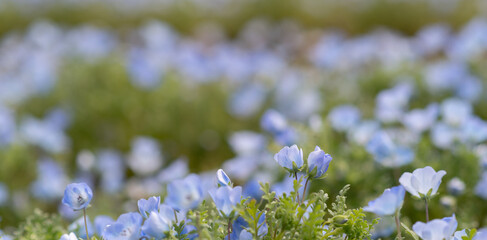 満開の可愛いネモフィラの花