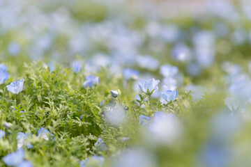満開の可愛いネモフィラの花