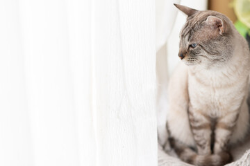 座って見つめる可愛い猫　シャムトラ猫	