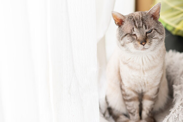 座って見つめる可愛い猫　シャムトラ猫	