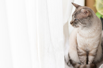 座って見つめる可愛い猫　シャムトラ猫	