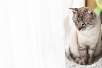 座って見つめる可愛い猫　シャムトラ猫	