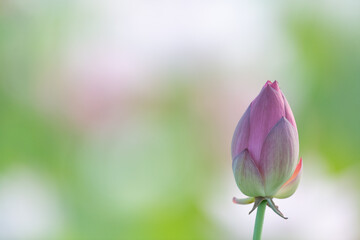 美しい蓮の花のつぼみ