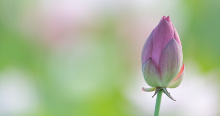 美しい蓮の花のつぼみ