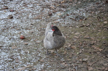 Ein Huhn im Winter steht auf gefrorenem Boden