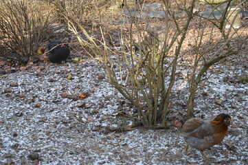 H&uuml;hner verstecken sich hinter einem Strauch