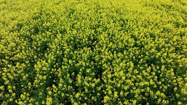 Aerial backward movement, bright rapeseed flowers filling entire field in summer