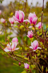 Fototapeta premium Pink magnolia flowers bloom, signaling the arrival of spring in nature's garden