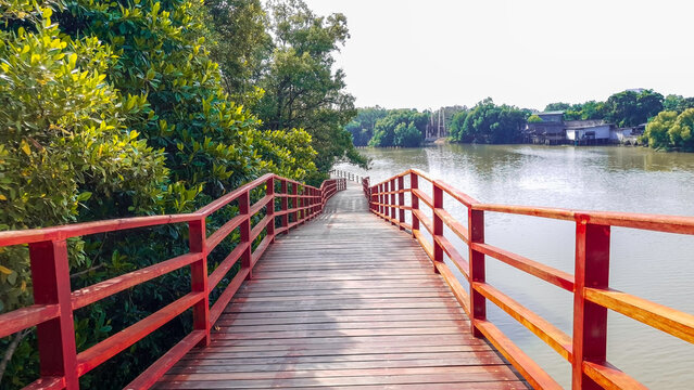 Green mangrove trees beside the river, A scenic landscape view of lush green mangrove trees