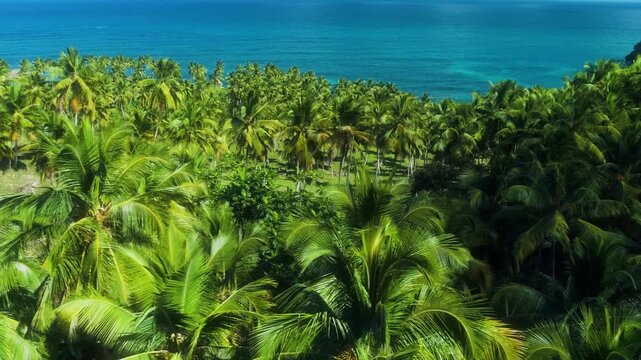 Drone pans at treetop level above palm forest with ocean visible in background