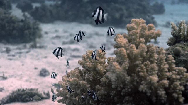 Group of Whitetail Dascyllus (humbug damselfish) distinctively striped black-and-white fish hovering closely around a colony of stony coral on a sandy seabed of the Red Sea.