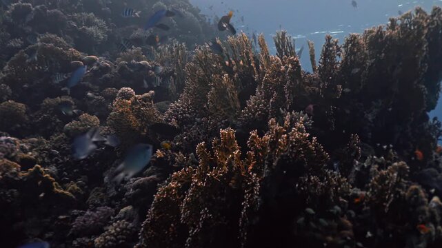 Coral reef ecosystem in the Red Sea, teeming with a diverse array of marine life. A school of small, dark damselfish and several larger, sleek blue fusiliers swim through the sun-dappled water.