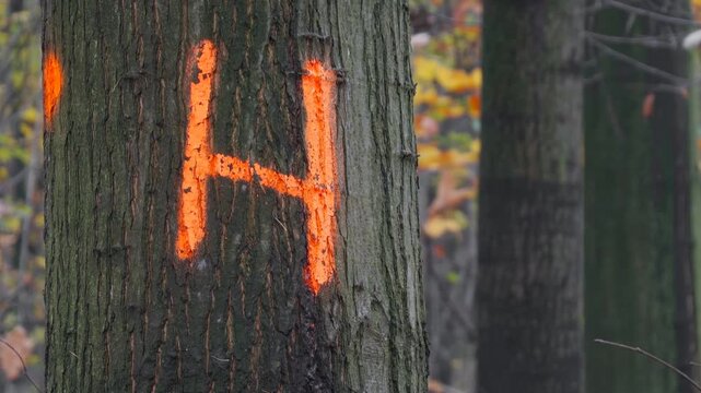 Tree in Czech autumn forest denoted to be cut down with H character