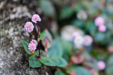 自生するヒメツルソバ01