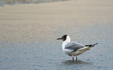 Black-headed Gull (Larus ridibundus), Greece