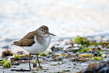 Common Sandpiper (Actitis hypoleucos), Greece 