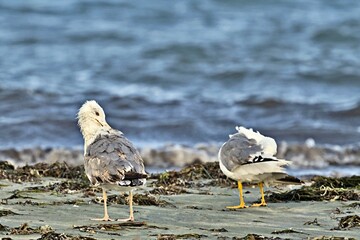 Yellow-legged Gull (Larus michahellis), Greece