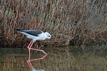 Black-winged Stilt (Himantopus himantopus), Greece