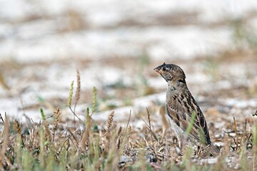House Sparrow (Passer domesticus), Greece