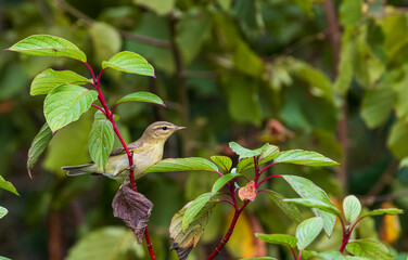 Common Chiffchaff(Phylloscopus collybita) among branches