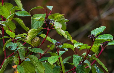 Common Chiffchaff(Phylloscopus collybita) among branches